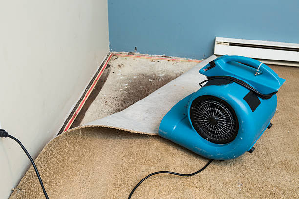 Best Flood damage cleanup  in Wailua Homesteads, HI